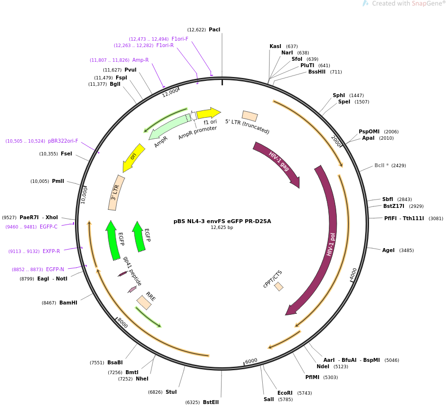 pBS NL4-3 envFS eGFP PR-D25A质粒图谱